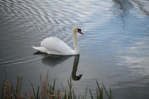 dsc_4415c.jpg