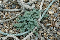 dsc_0256.jpg