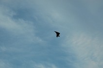 dsc_2118.jpg